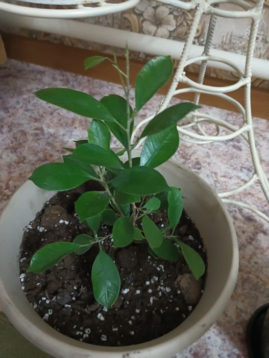 Продам цветы комнатные