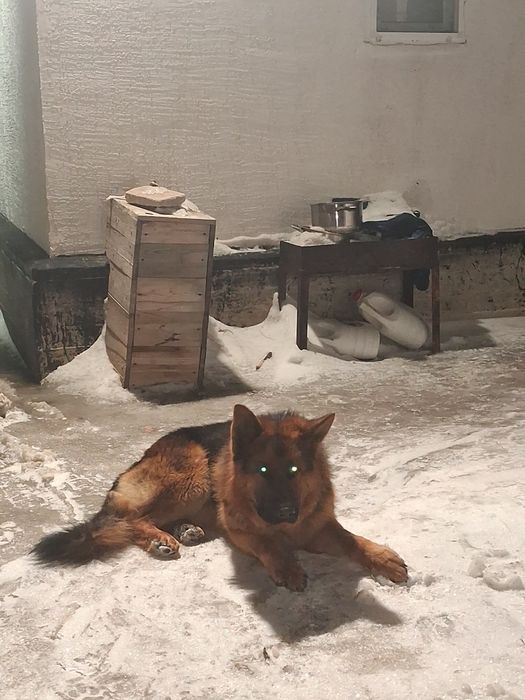 Немецкая овчарка