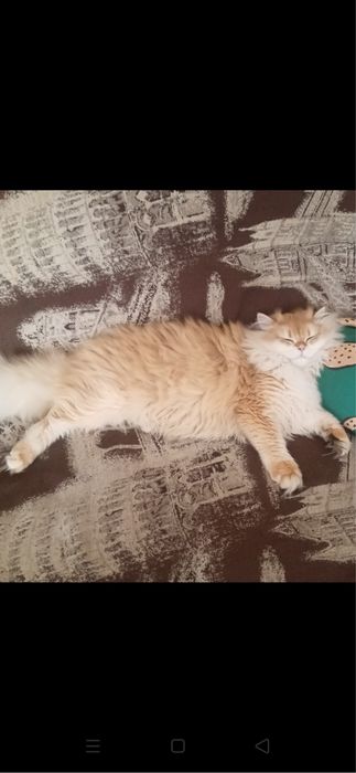 Кот в добрые руки