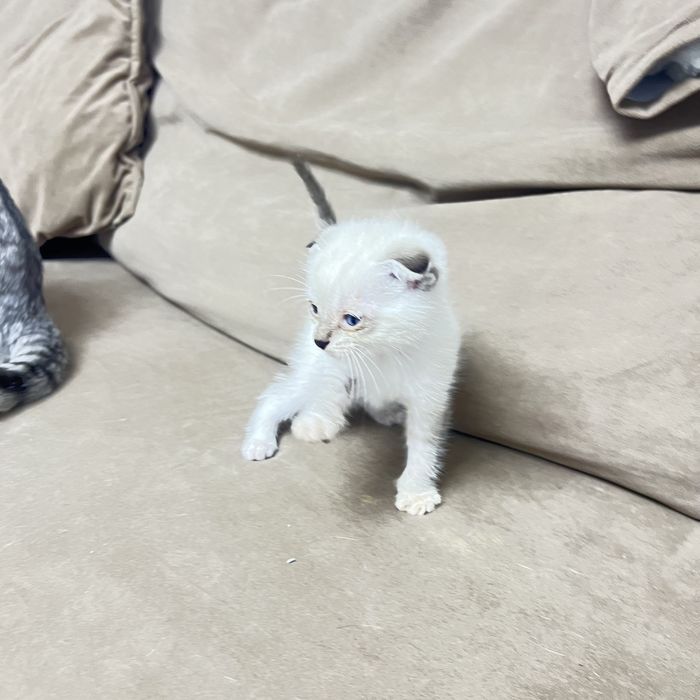 Котята от веслаухой кошки