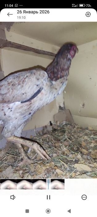 Бойтсовы дакан куры