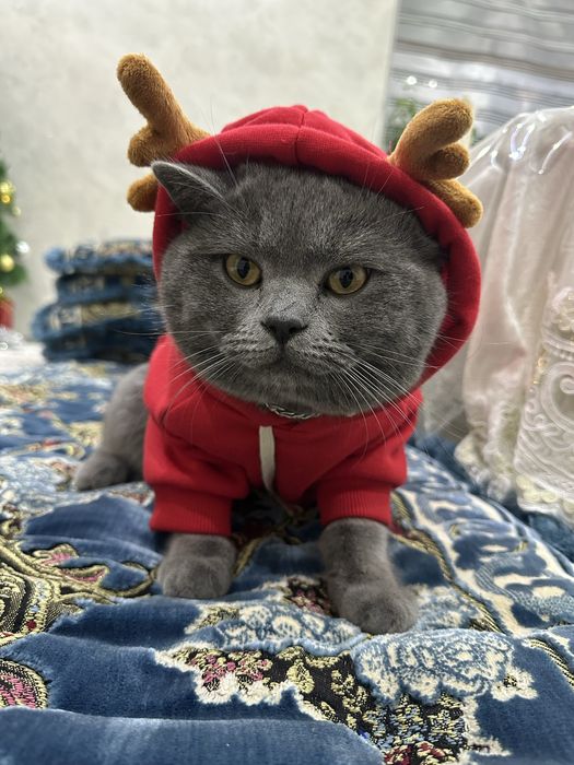 British stright mushugi toza parodalik