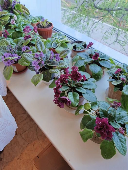 Домашние цветущие фиалки.