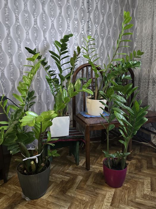 Замиокулькас продаю