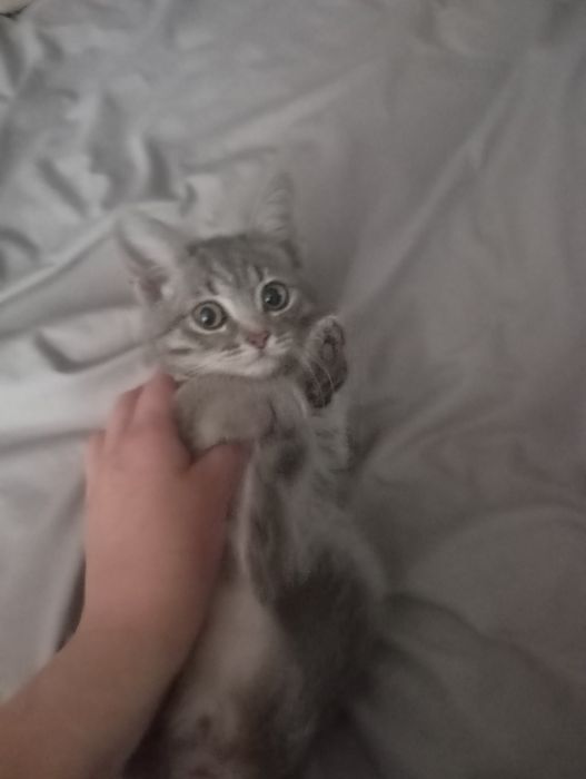 Отдам котенка девочка