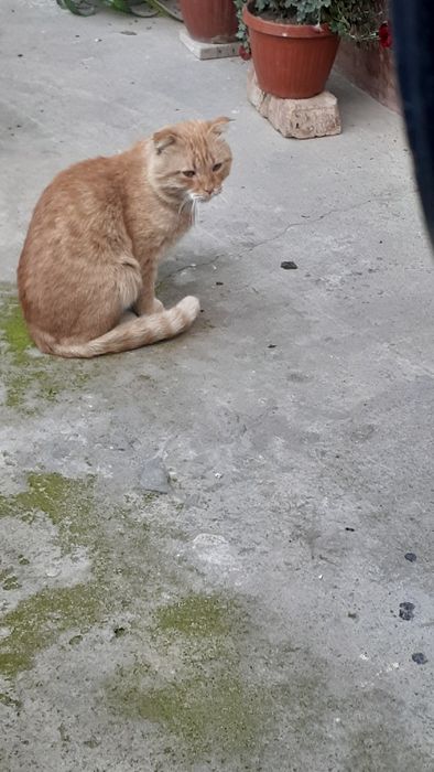 Skotish fools erke mushuk