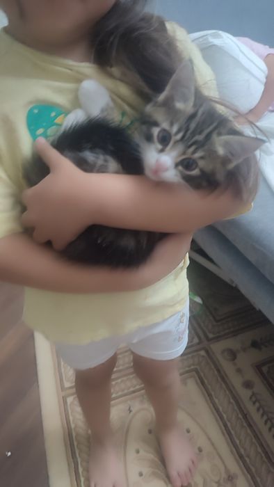 Катята домашние добрые руки