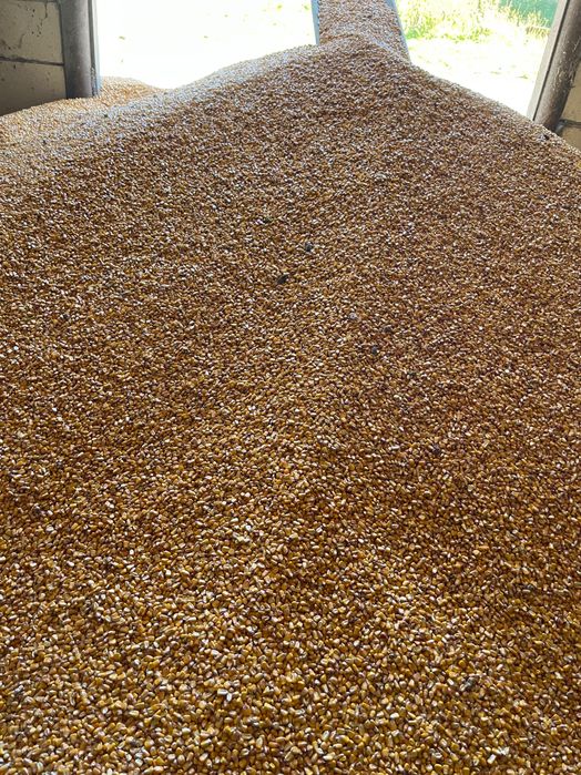 Porumb boabe Pioneer