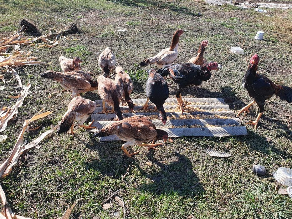 Продам курей даканов