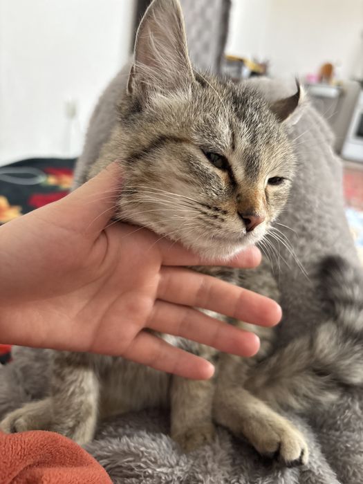 Отдам котёнка в добрые руки