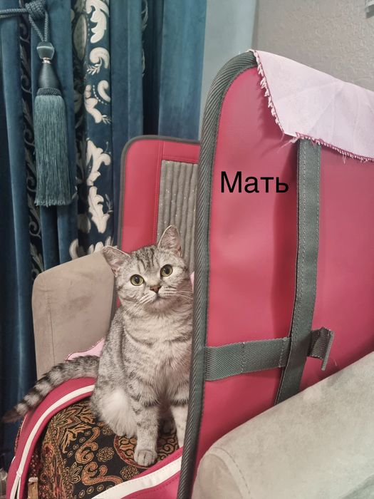 Британские котята