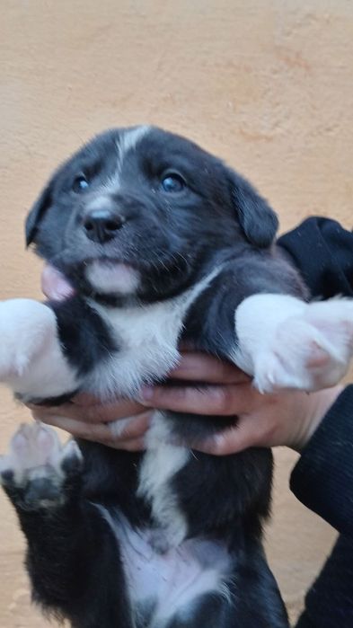 Щенки маленькие домашние