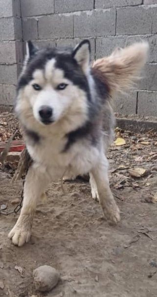 Сберискиы Хаски.