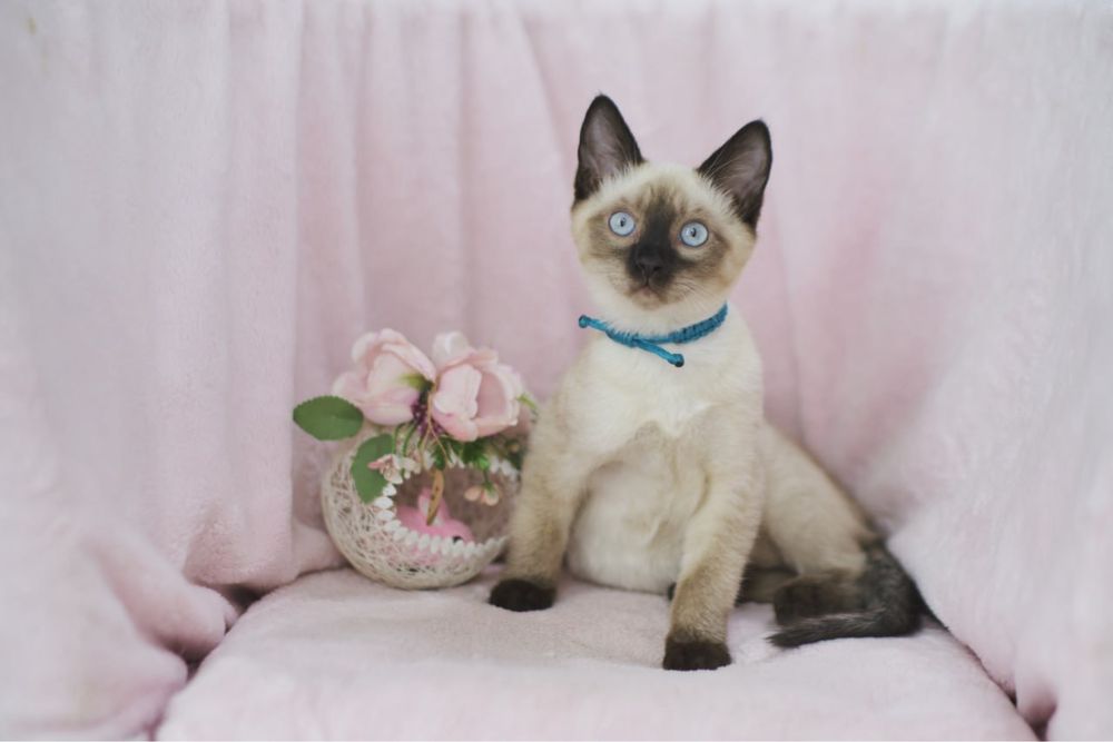 Сиамский мальчик