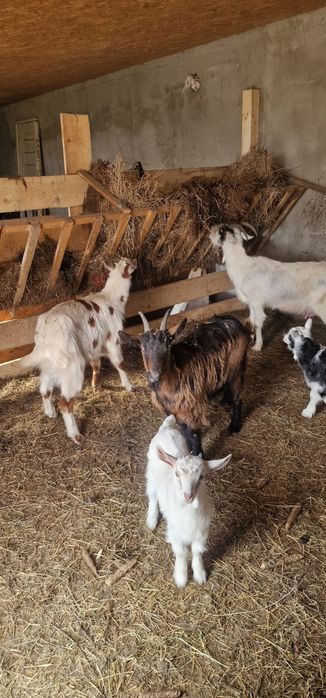 Vând 4 capre 1 țap castrat de un an, și 3 iezi de o luna.