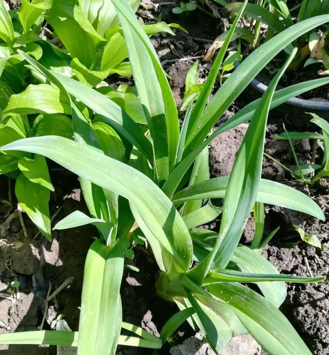 Лилейник сортовой садовый