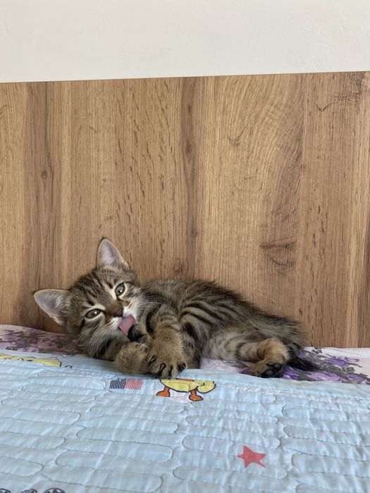 Прадаётся кошка бесплатна