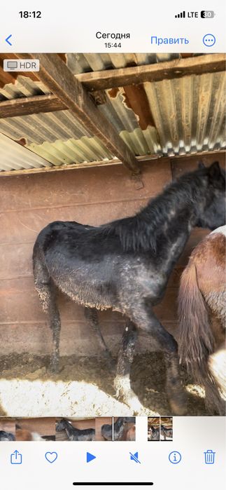 Тайдан кунан шыгар