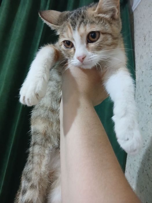Кошечка девочка 3-4месяца