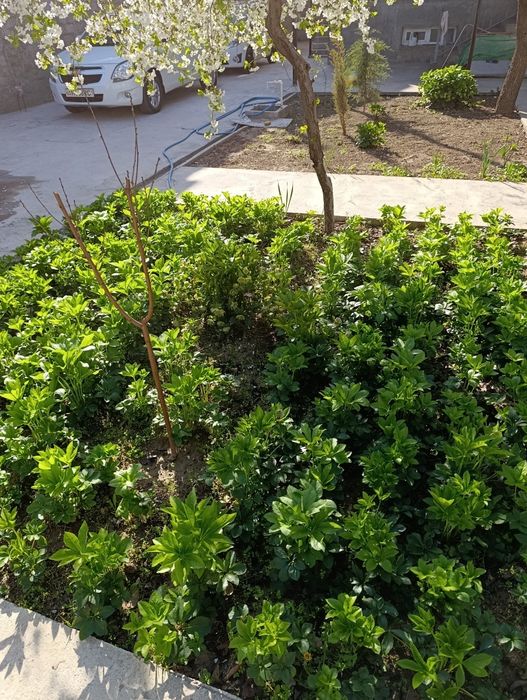 Гул морозка сотилади