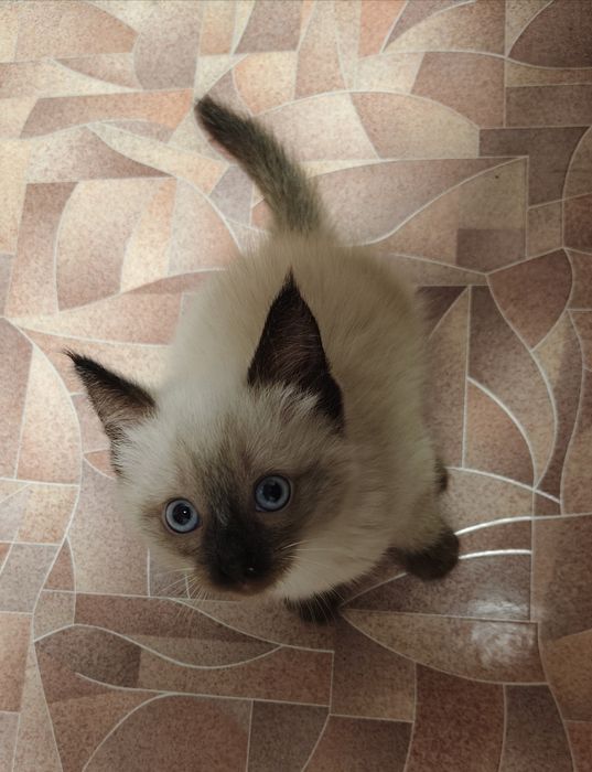 Отдам котят в добрые руки