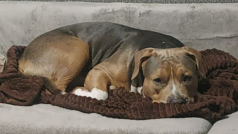 Американский стаффордширский терьер