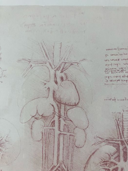 Litografie studiu anatomia inimii Leonardo da Vinci