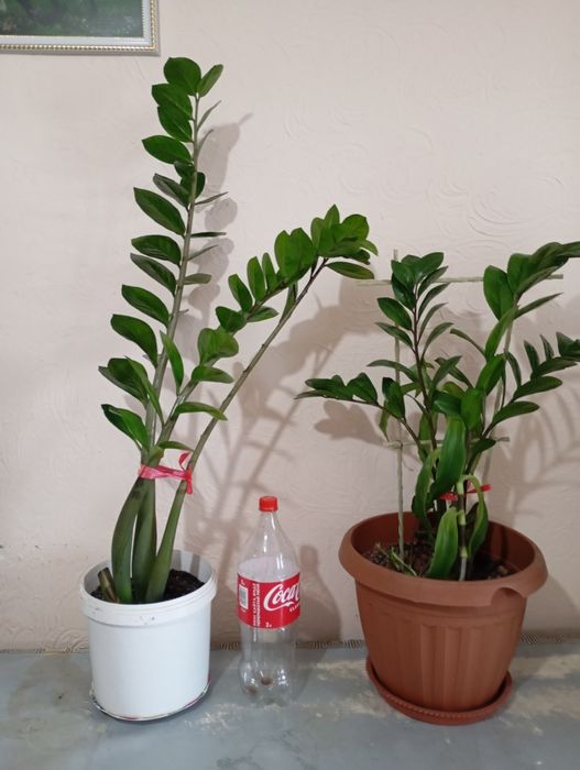 Продам Цветы домашние