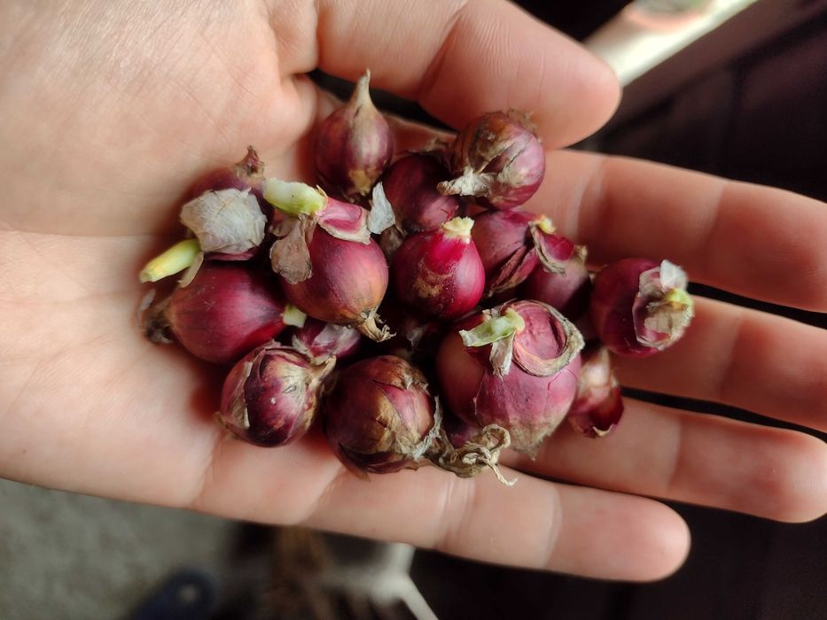 Ceapă egipteană umblătoare