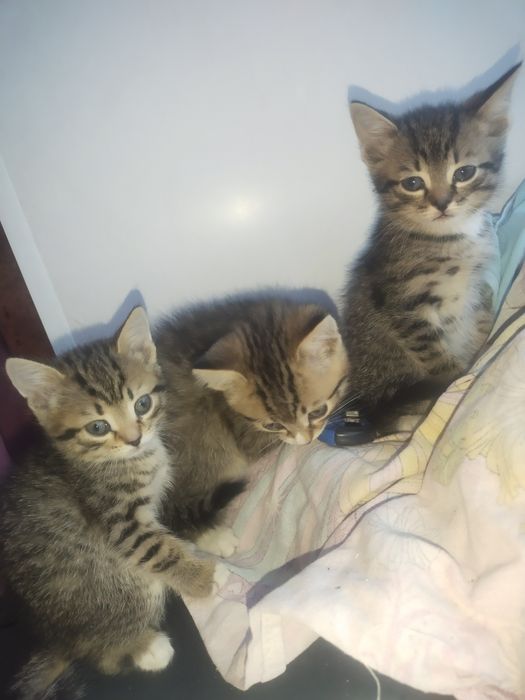 Отдам котят лапочек СРОЧНО