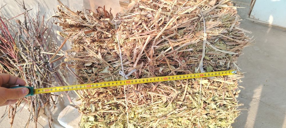 Yeryongoq pris sotiladi ASAKA