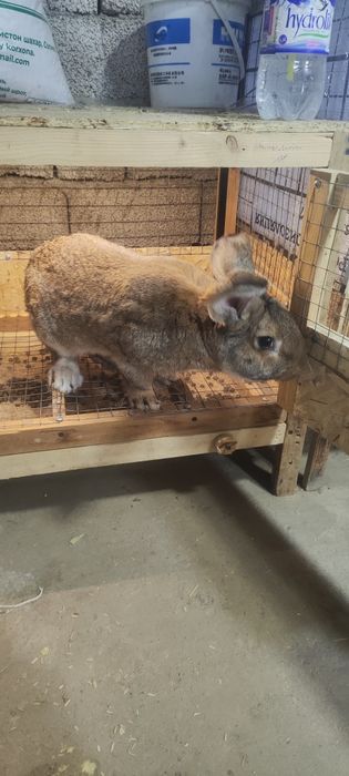 Куйон 5-6 кглик куйон