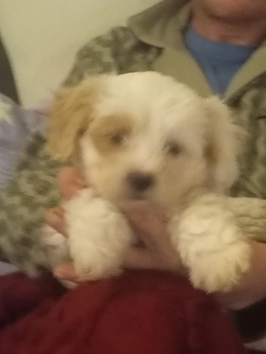 Căței spre adopție