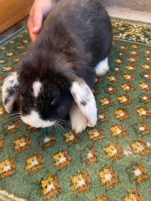 Zotli Quyon sotiladi.