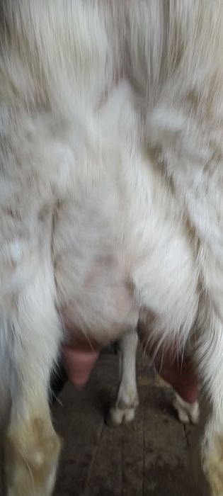 Занен ешкі сатылады