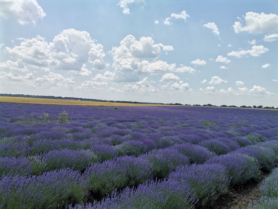 Продам етерично масло от Лавандула