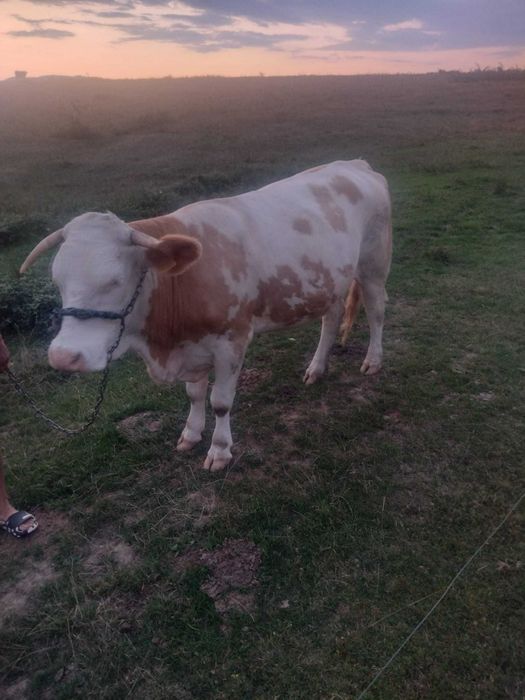 Două juninci de vânzare !!!