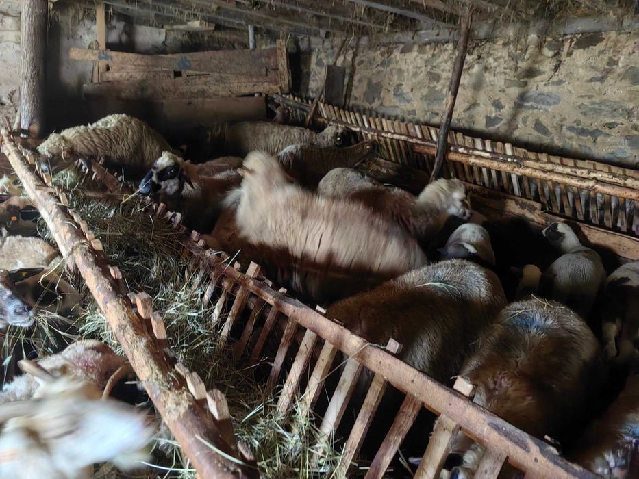 Продавам добре гледани овце и кози