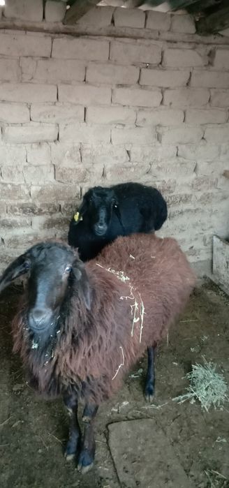 Қой,ұрғашы қойлар