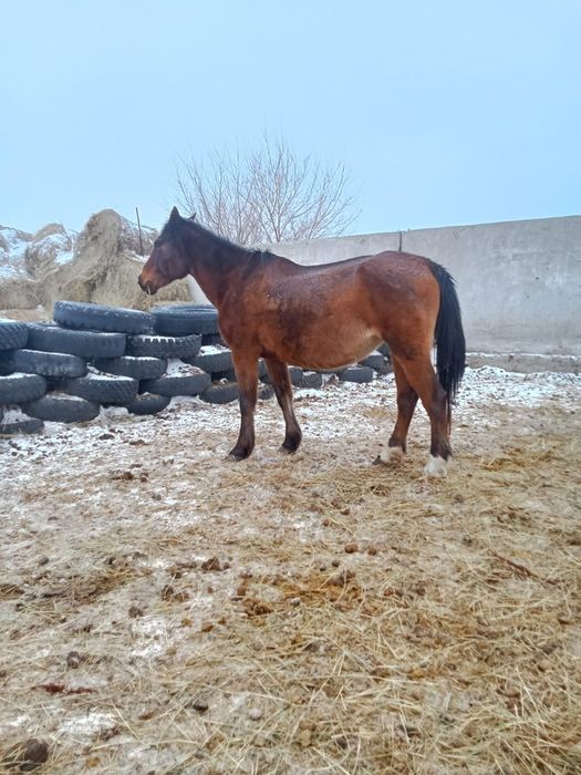 Продам кобыл жерёбые