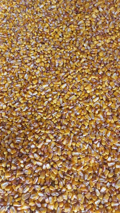 Porumb,grau orz,mazare,uruiala,tarate,floarea soarelui