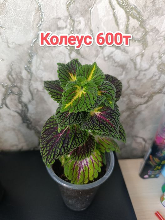 Комнатные растения