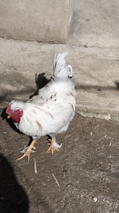 Хохлатая қораз сатылады