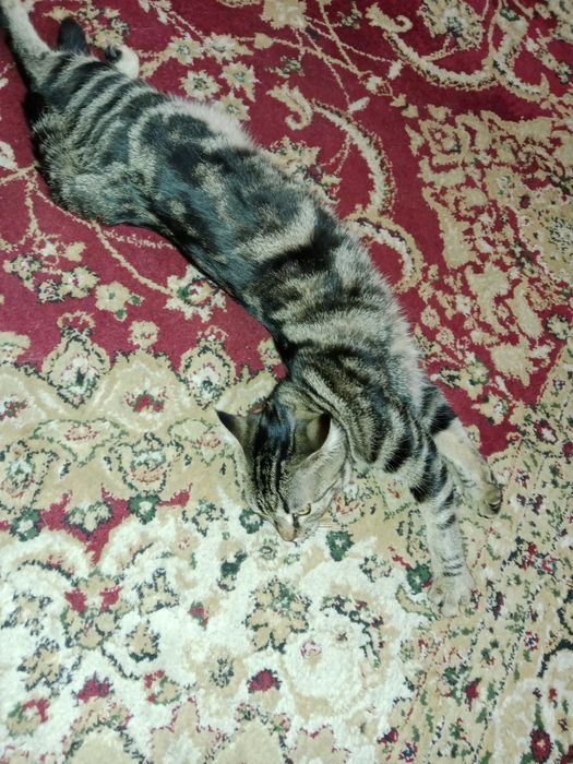 Bengal mushuk homilador