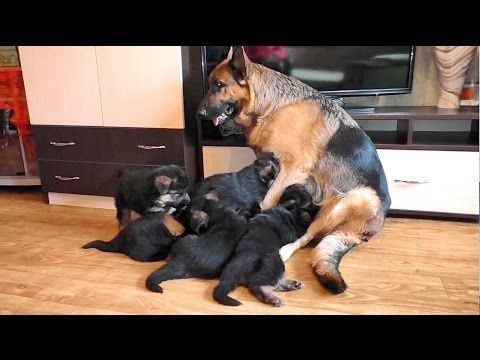 Щенки немецкой овчарки