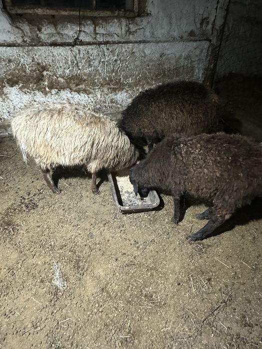 токтылар сатылады