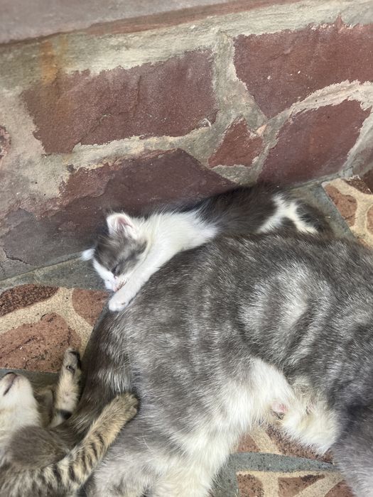 Котята породистые