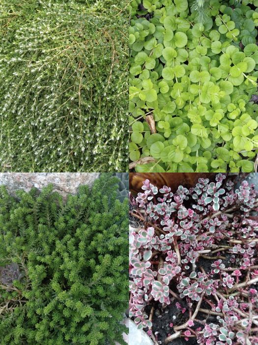 Продам почвопокровники
