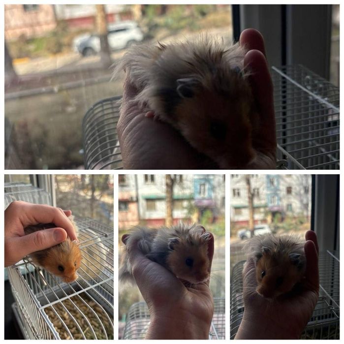 Хамяклар оиласи/Семья Сирийских Хомяков