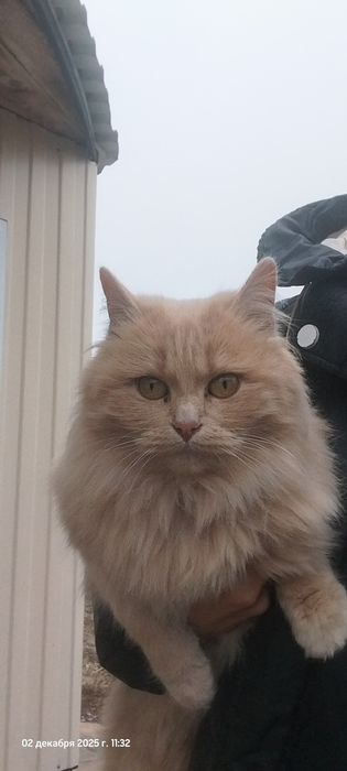 Пушистая красавица